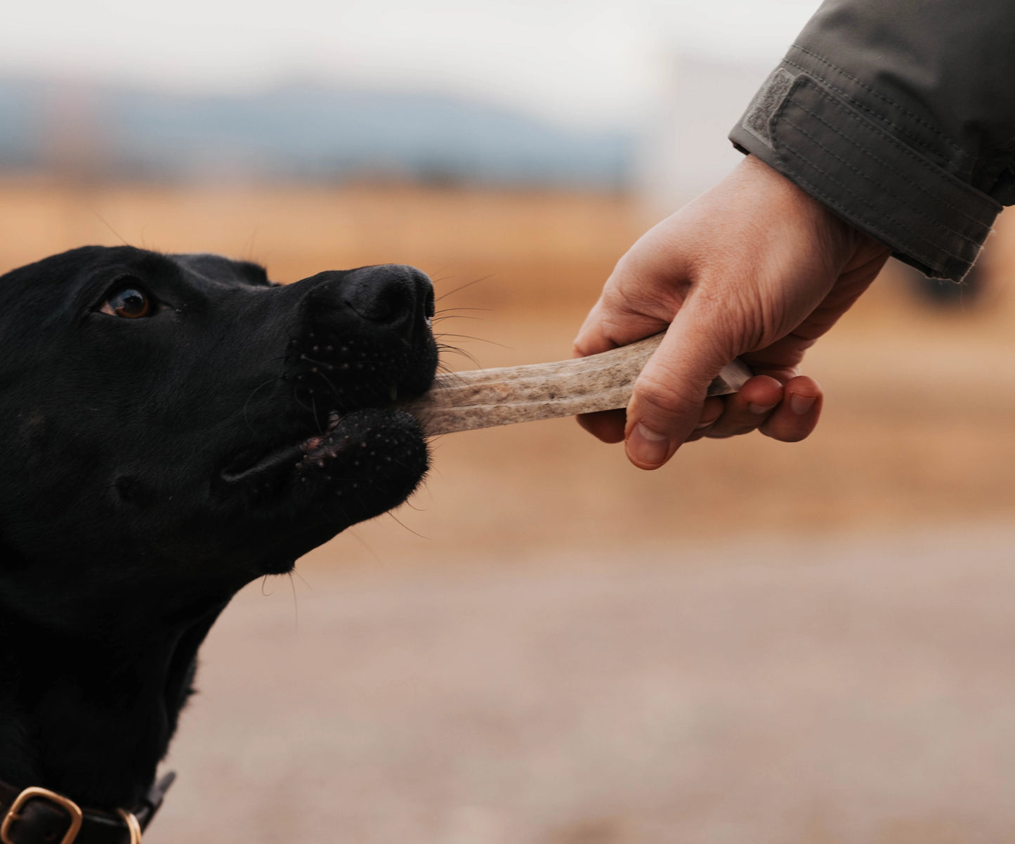 Elk Antler Chew